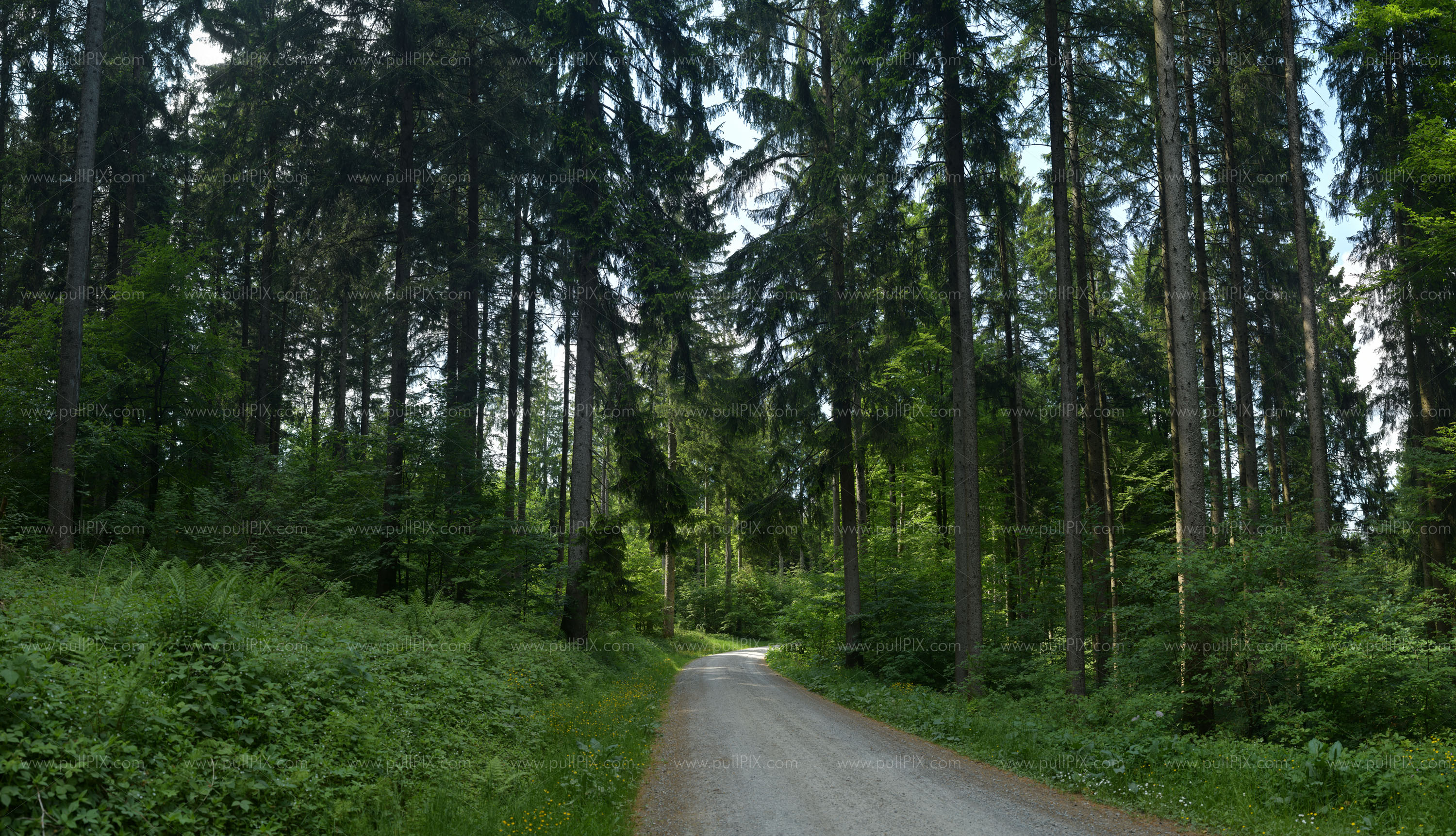 Preview Wirlinger Wald Buchenberg.jpg